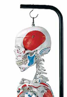 Human Skeleton, (hanging)